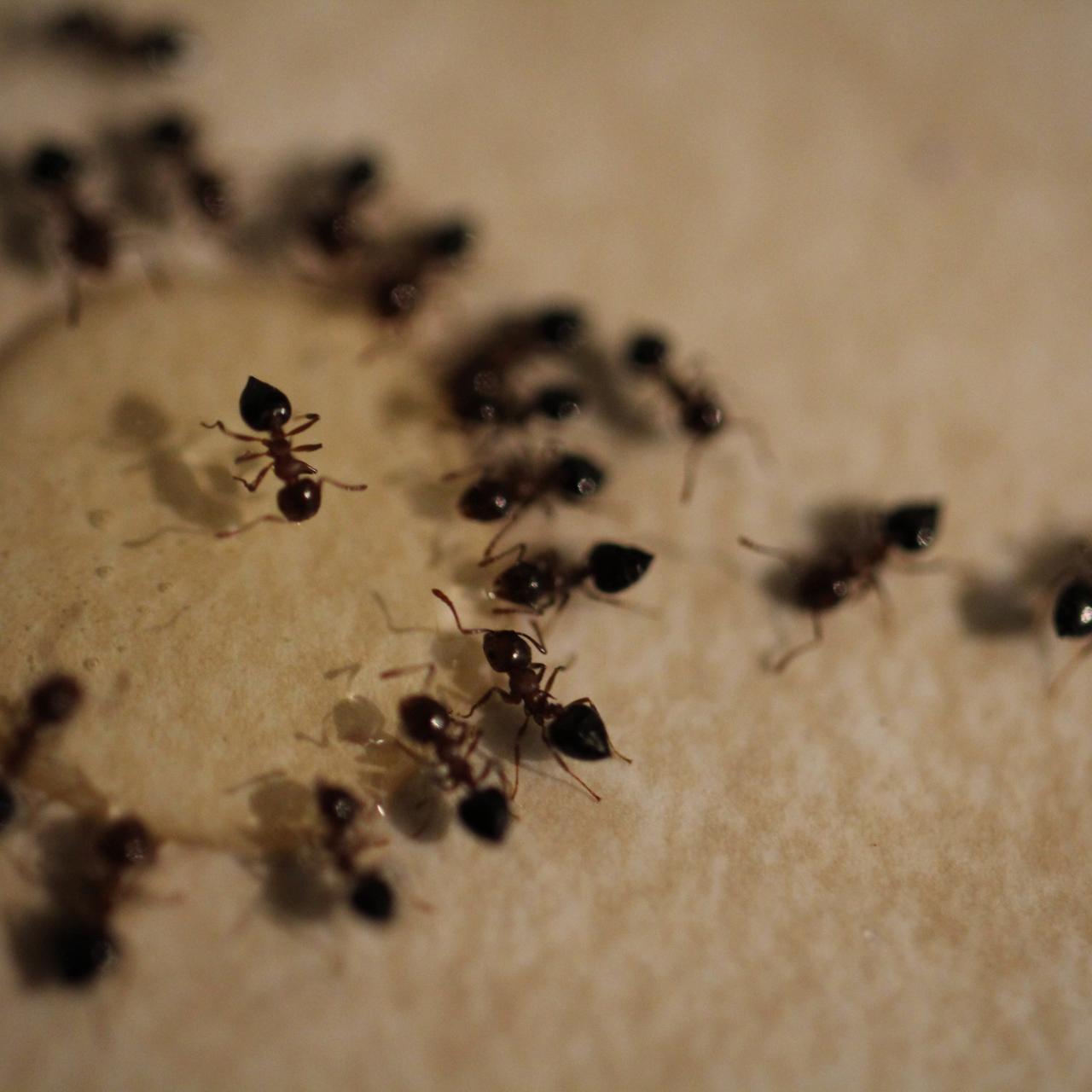 How To Get Rid Of Ants: A Complete Guide [2024]