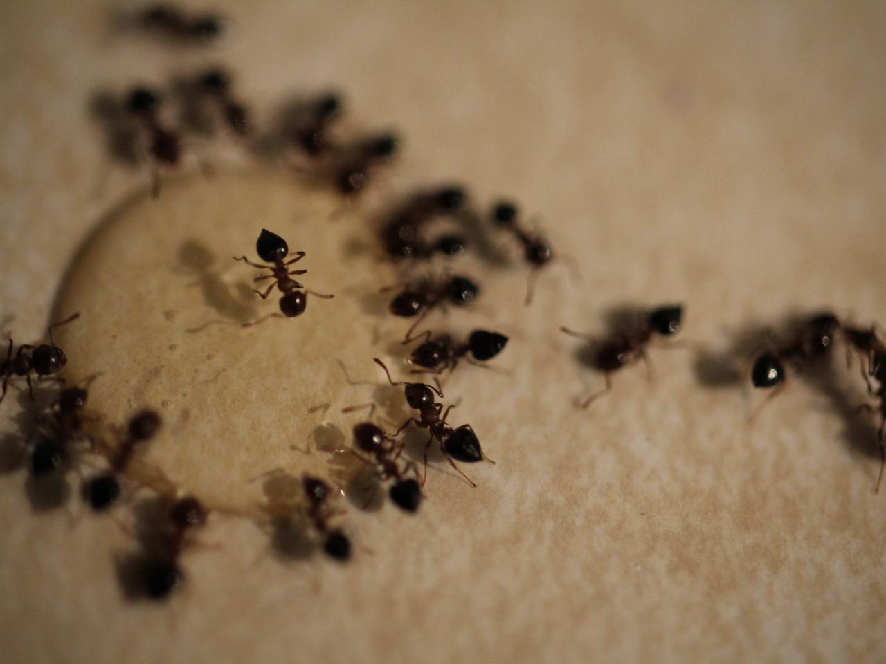How To Get Rid Of Ants In The House And In Your Yard Hgtv,How To Get Rid Of Ants In House Naturally