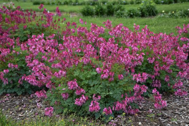 Bleeding Heart 'Pink Diamonds'