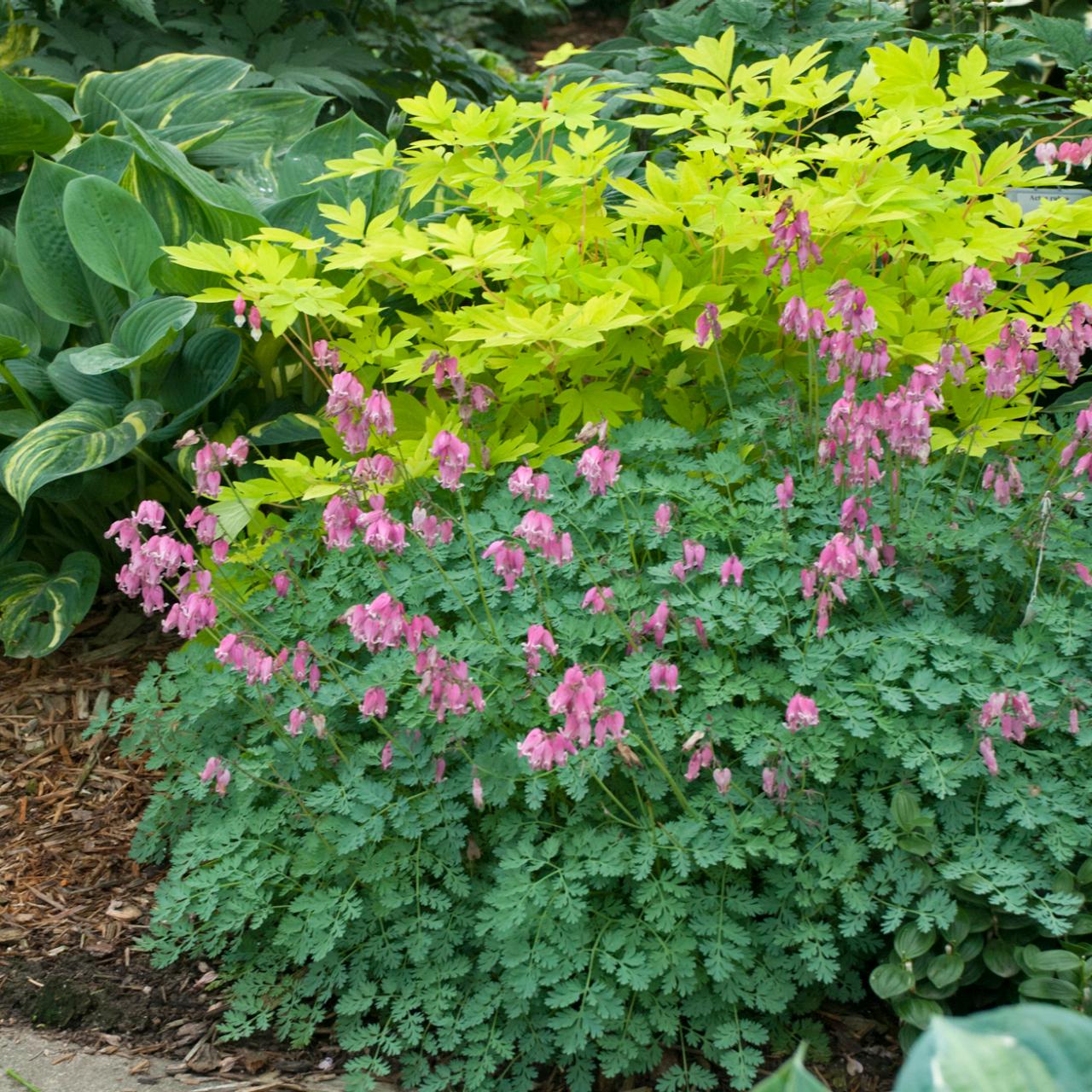 What's Doing The Blooming? Old Fashioned Bleeding Heart Knecht's Nurseries  Landscaping