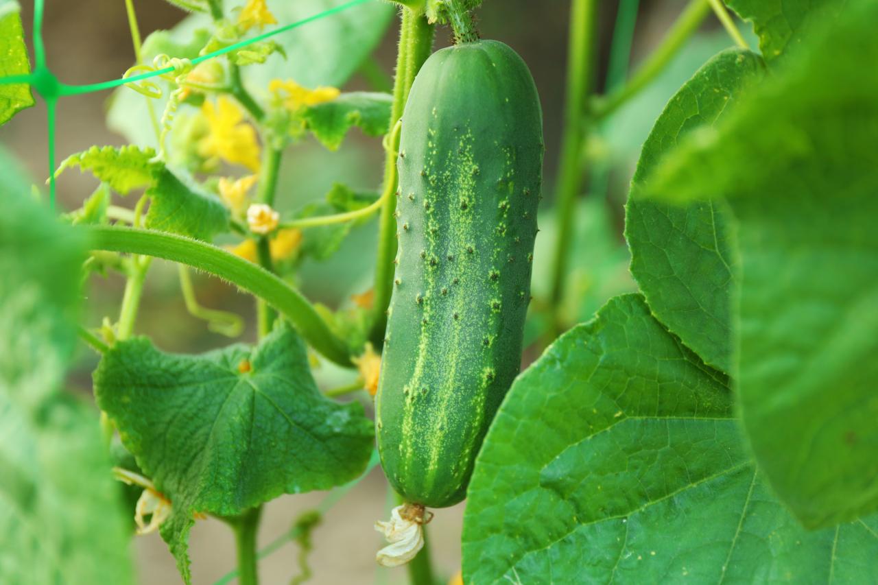 how to grow cucumbers | hgtv