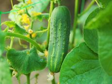 Get advice for planting, growing and harvesting cucumbers, including suggestions for types and varieties to grow, companion plants, plus tips for solving common cucumber problems.