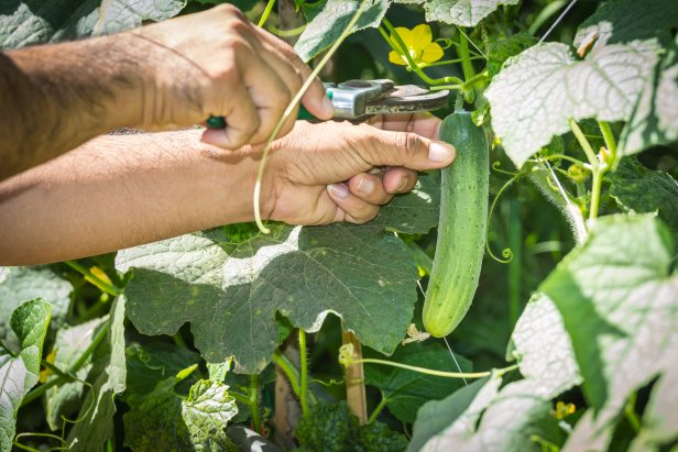 picking cucumbers