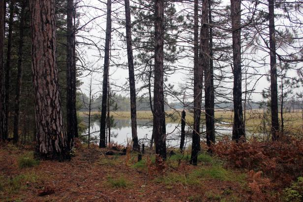 Pines at Seney National Wildlife Refuge