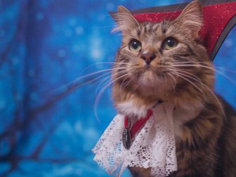 Cat Wearing Costume With Glittery Cape Collar and Lace Like Dracula