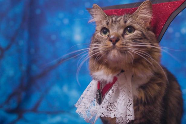 Cat Wearing Costume With Glittery Cape Collar and Lace Like Dracula