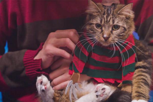 Cat Wearing Freddy Krueger Striped Shirt Costume While Being Held