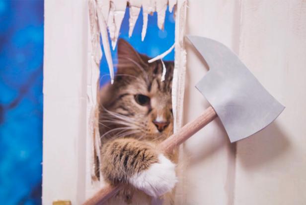 Cat Sticks Paw Through Prop Door With Axe Like in "The Shining" Movie