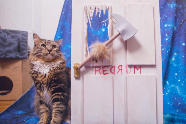 Cat Sits Beside Door With Axe Coming Through Like "The Shining" Movie