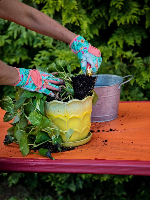 Garden Love 100 - How To Repot A Plant