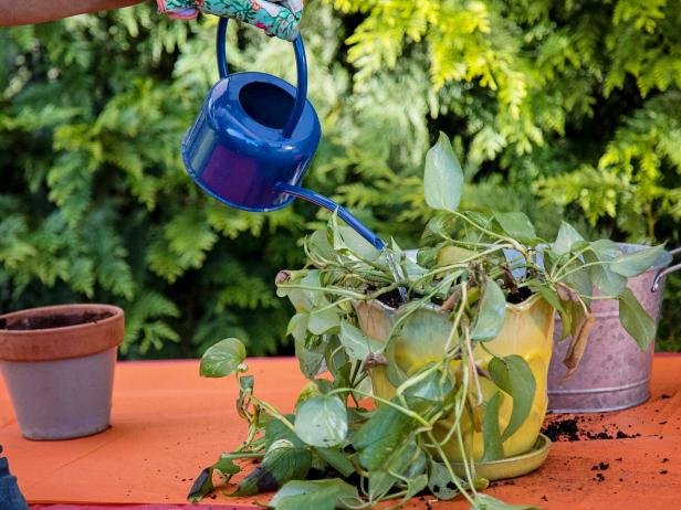 Garden Love 100 - How To Repot A Plant