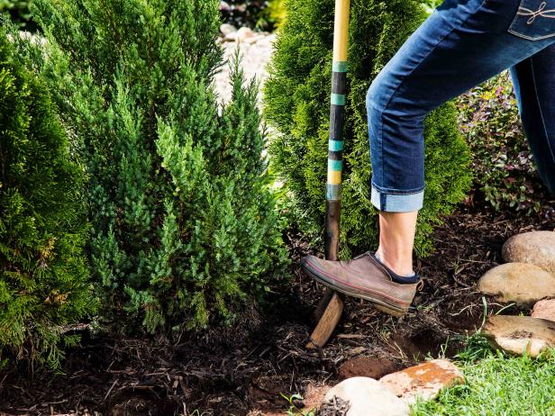 How To Transplant A Tree Hgtv