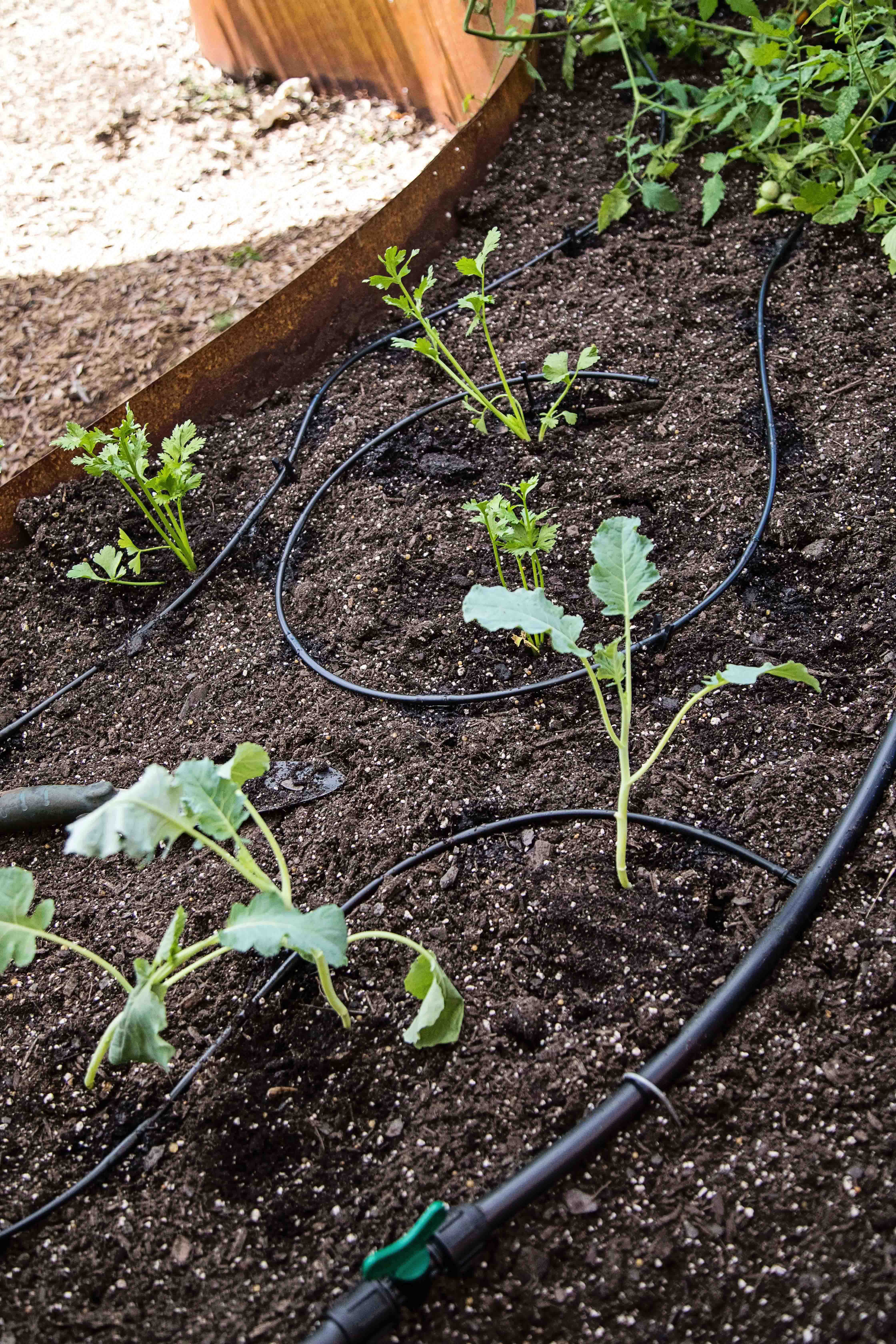 Basic Drip Irrigation Kit for Raised Bed Gardening 