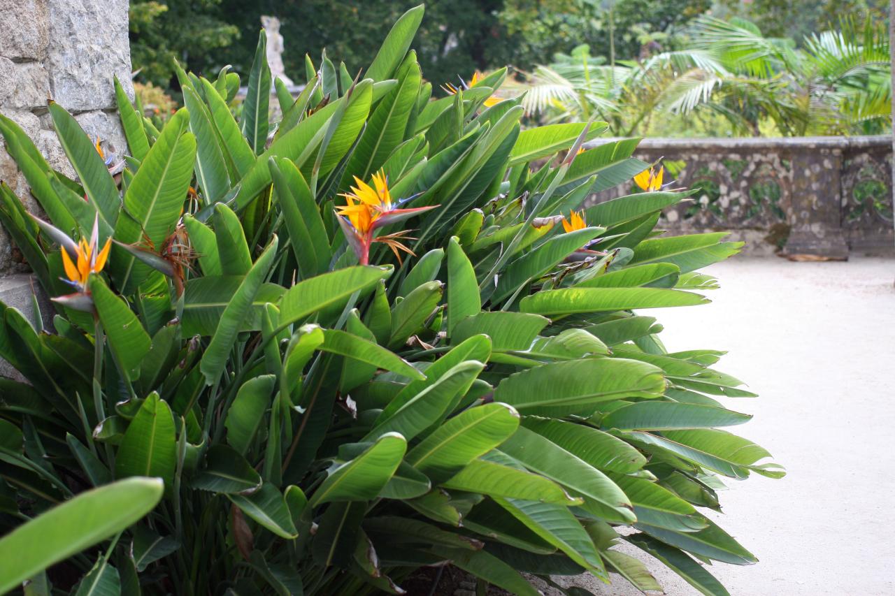 bird of paradise landscape ideas