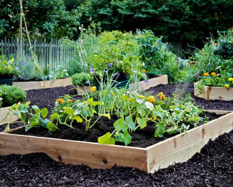 Everything to Know about Building Raised Garden Beds • Lovely Greens