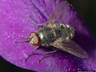 Muscoid Fly