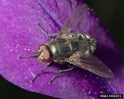 How to Get Rid of House Flies and Other Types of Flies