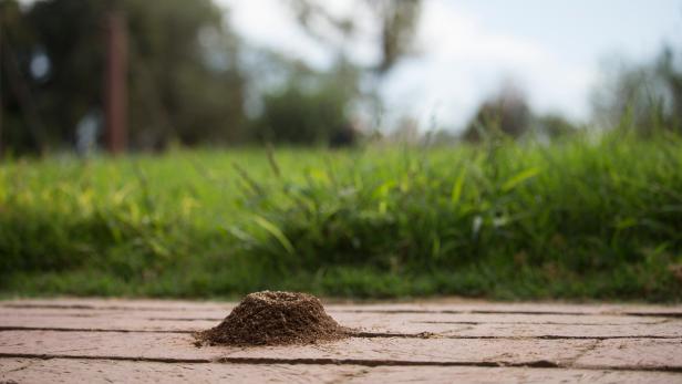How to Get Rid of Ants Inside or Outside Your House