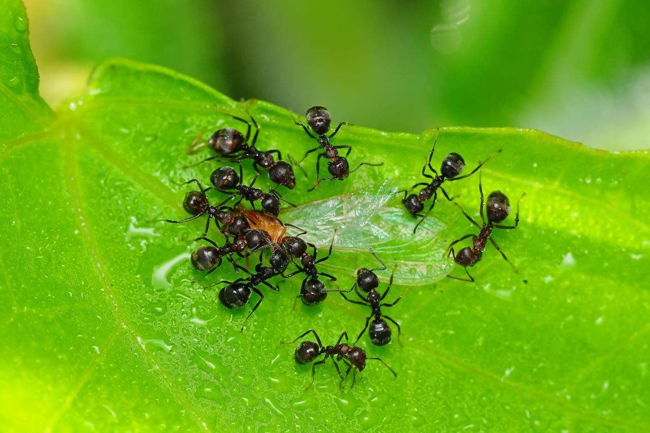 What Is The Best Product To Kill Carpenter Ants?