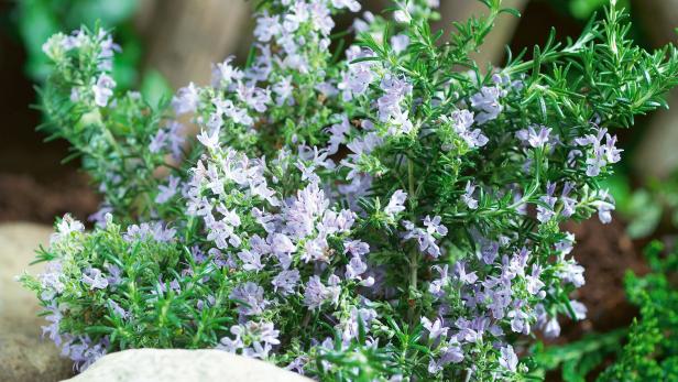 20 Mosquito-Repelling Plants Perfect for Backyards