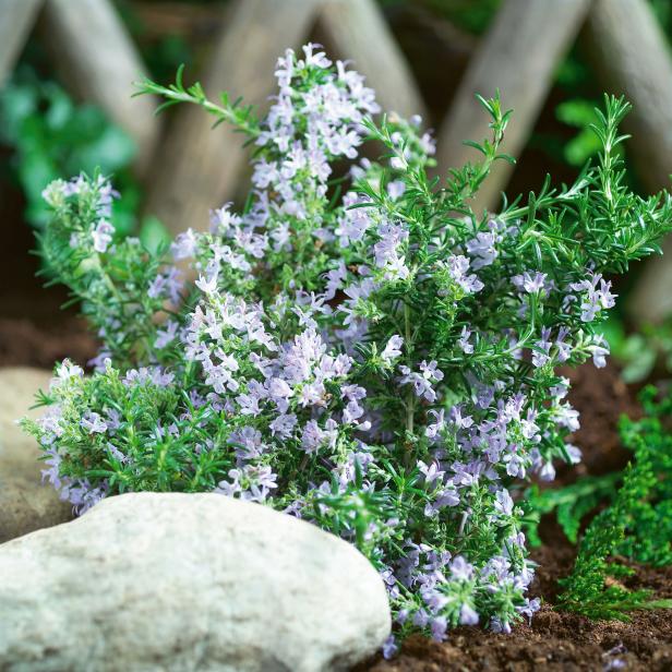 Rosemary Herb In Bloom