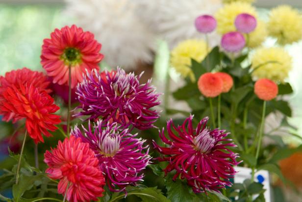 Farmers’ Market Flowers