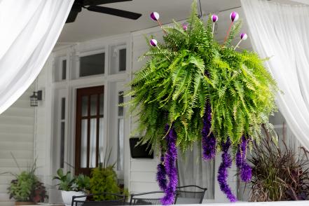 Or, Your Front Porch Ferns