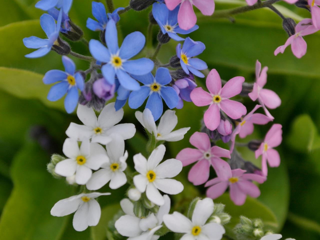 How To Plant And Grow Forget Me Not Flowers Hgtv