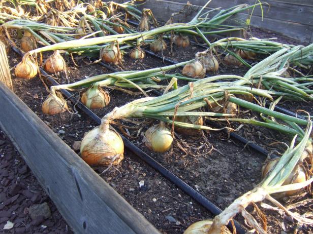 Ripe Onions In Raised Bed