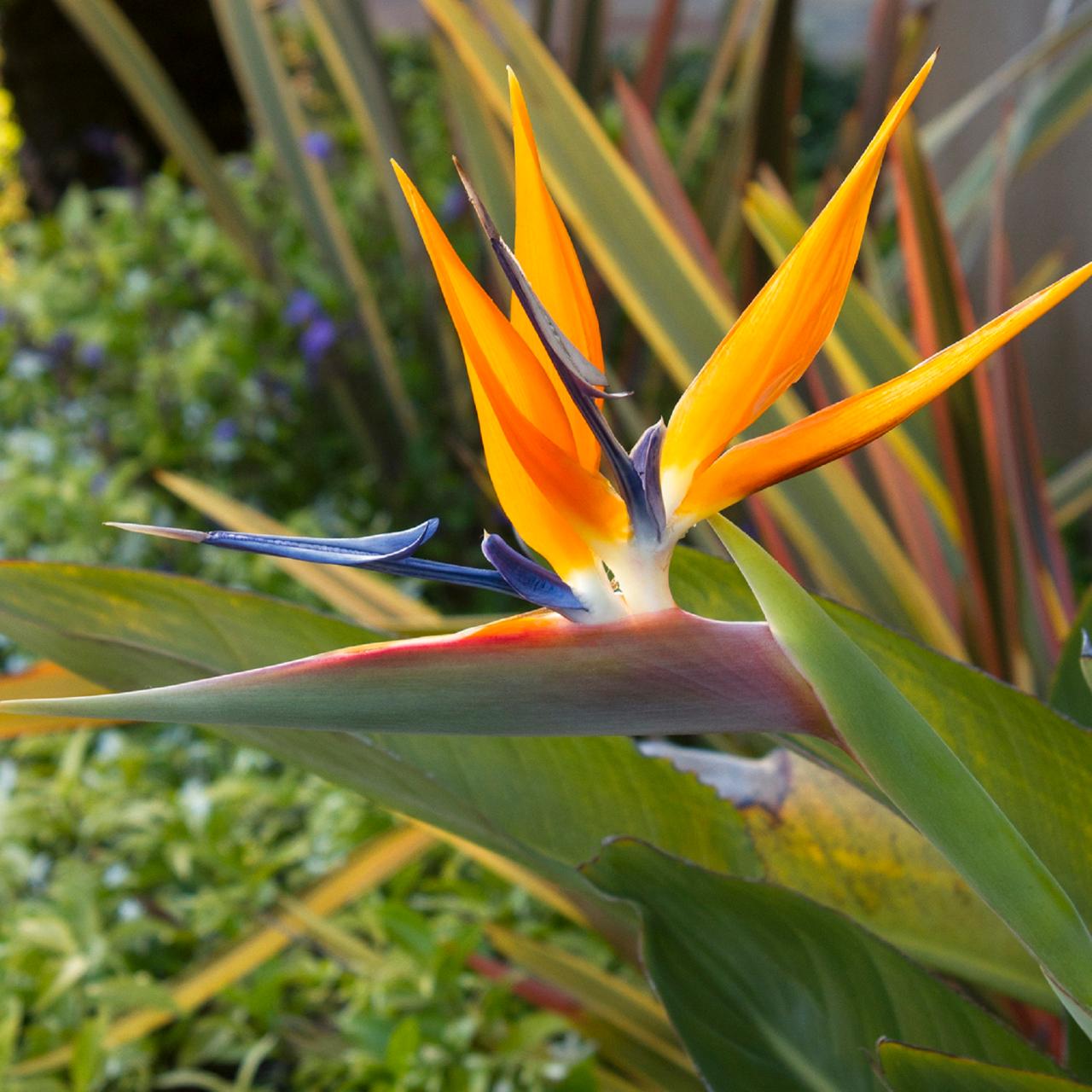 travel town bird of paradise plant