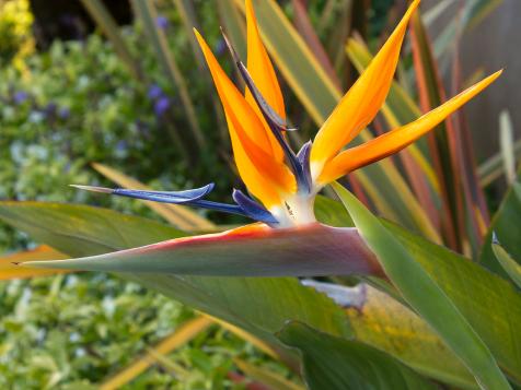 All About Bird of Paradise Plant