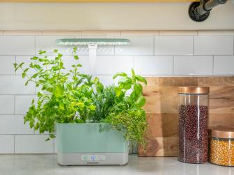 Indoor Herb Garden With Light Sitting on Kitchen Counter Top