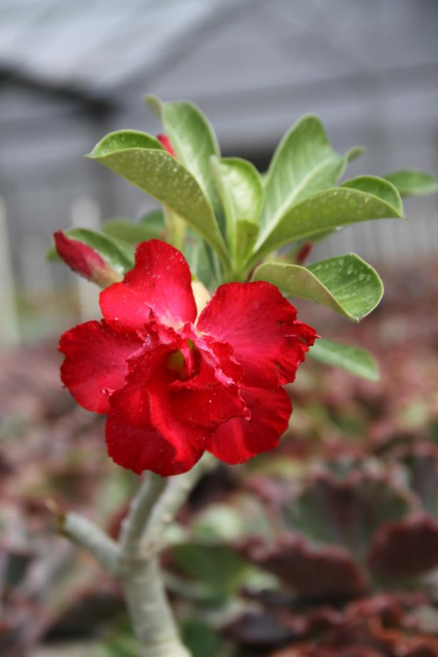 How To Grow Desert Rose Hgtv