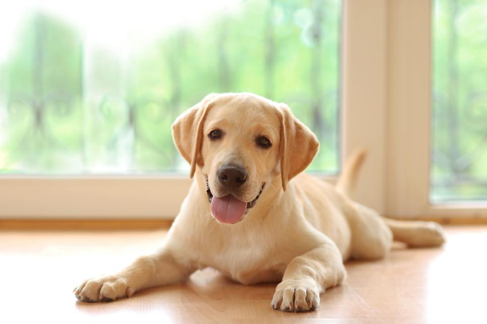 what are the safest dog breeds