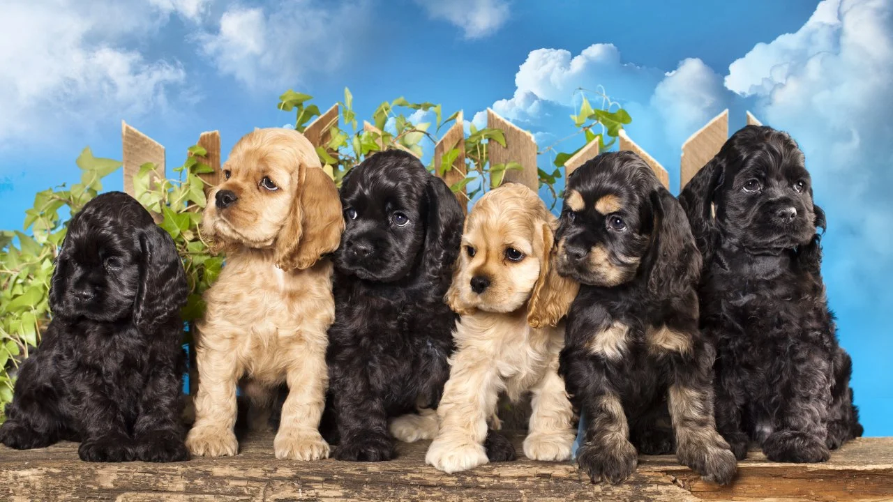 The Best Dog Breeds for Families with Kids