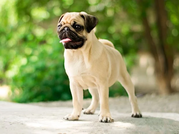 Dogs That Don'T Need Grooming: Low-Maintenance Breeds