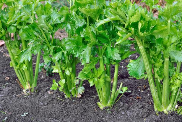 Celery Plants