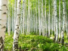 A forest of beautiful white-barked birch trees.
