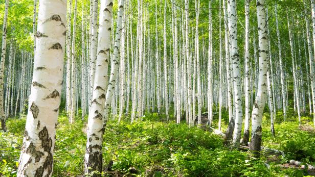 A forest of beautiful white-barked birch trees.