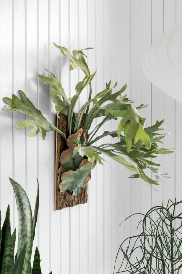 This mature staghorn fern only requires low light and watering about once a week to thrive.