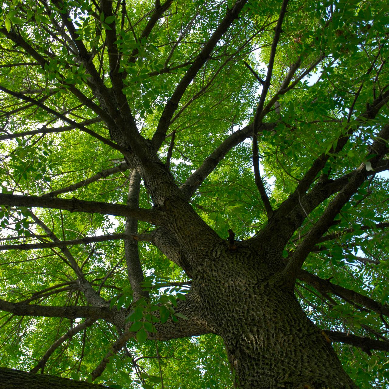 white ash tree bark