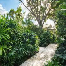 Walkway and Tropical Plants