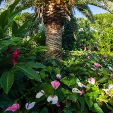 Tropical Garden With Pink Flowers