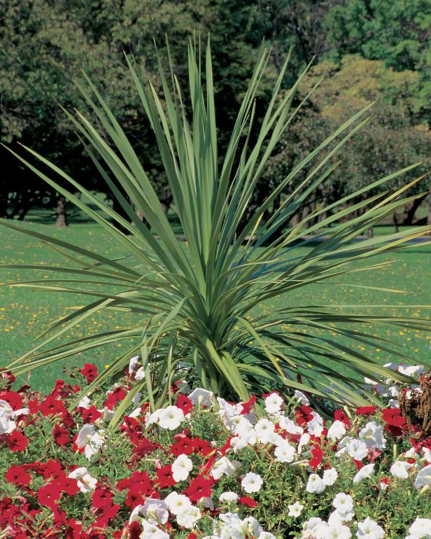 Dracaena indivisia 'Spikes'