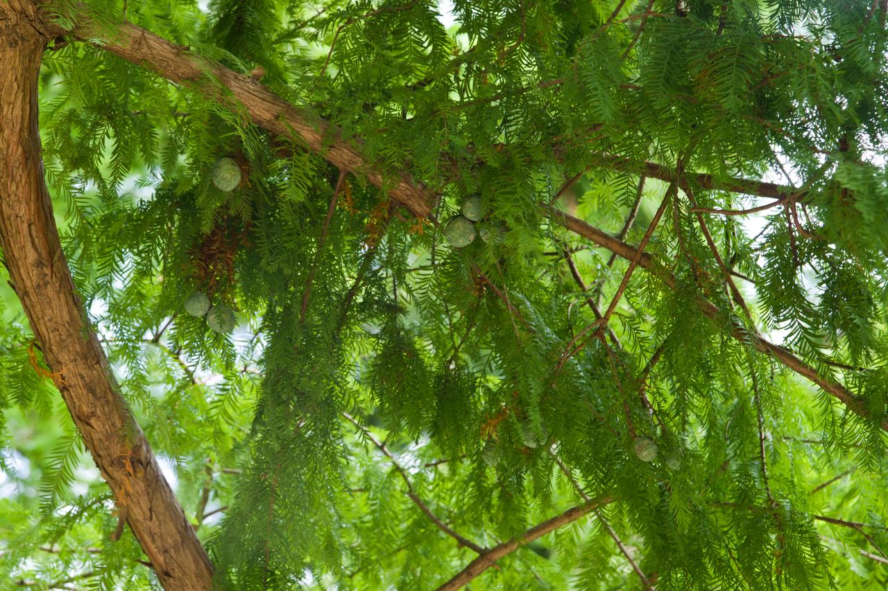 cypress tree flower