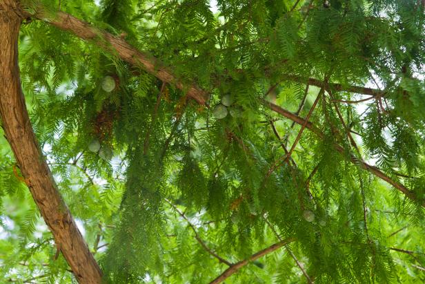 cypress bald trees care taxodium distichum tree types hgtv