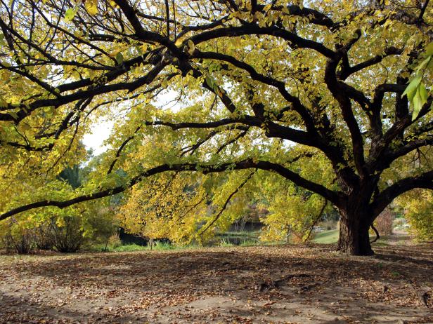 With proper care and an attention to using disease-resistant varieties, the elm tree is a handsome addition to any yard.