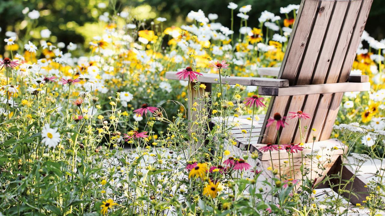 Wildflower Lawn Tips - What to Know Before Planting