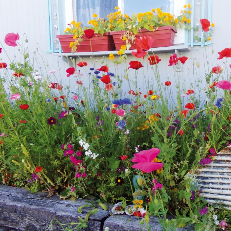 A mini meadow planted underneath two red window boxes filled with flowers.