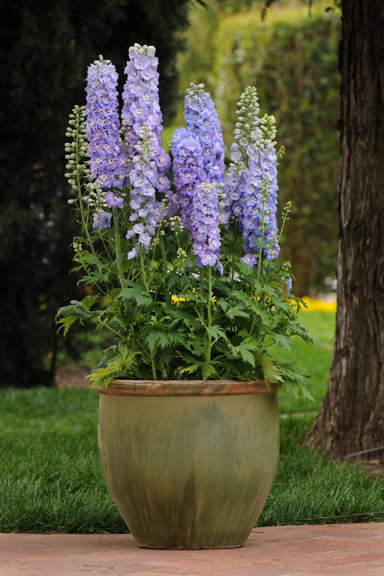 thumbnail image 2 of August, Flower, Portrait, Plant, Delphinium "King Arthur", Larkspur In Garden Image561907952 2 of 13